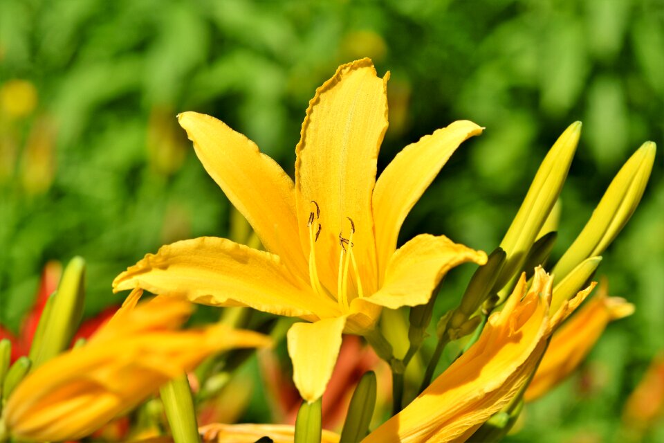 Lilies stamen pistil