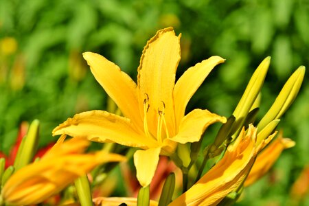 Lilies stamen pistil