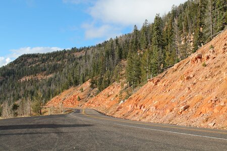 Utah road forest