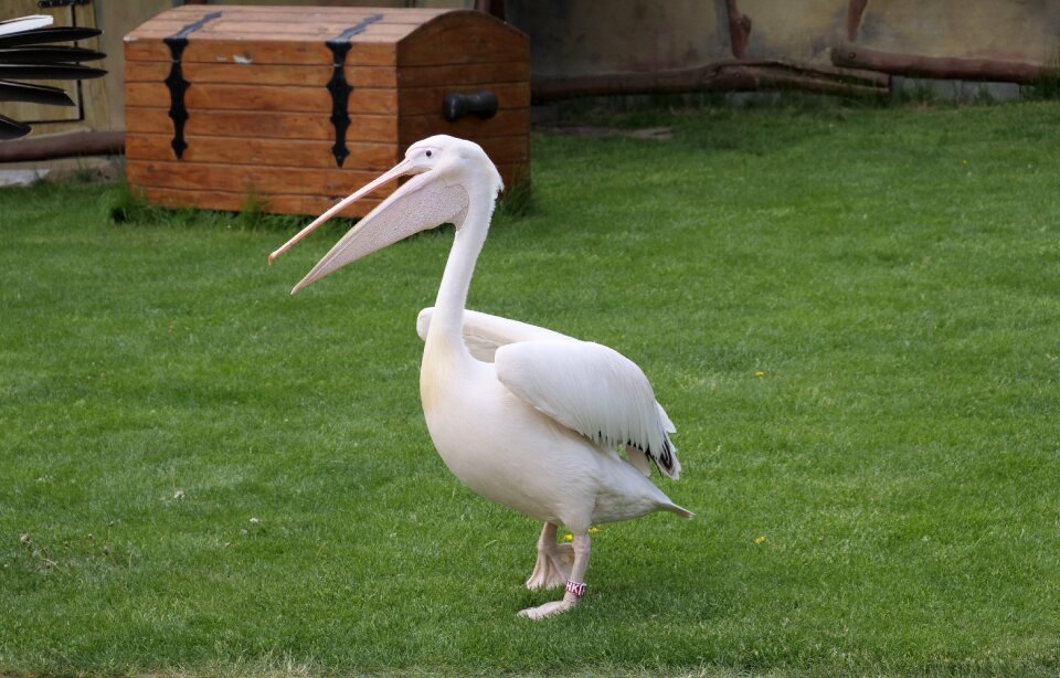 Water bird species bird park marlow