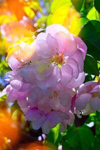 Garden leaf plants apple tree flower photo