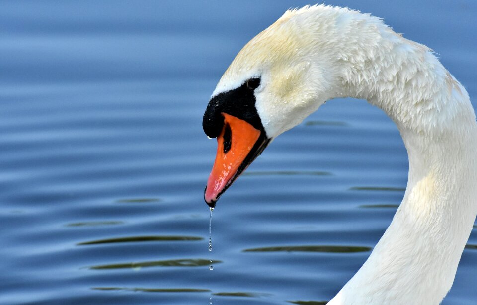 Water bird nature animal