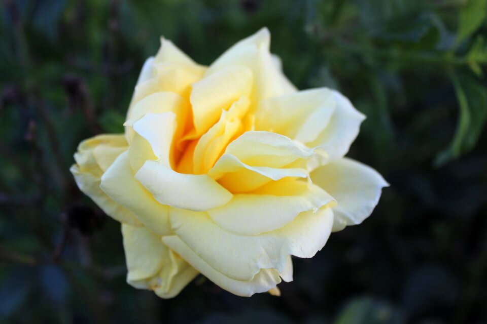 Yellow rose flower garden