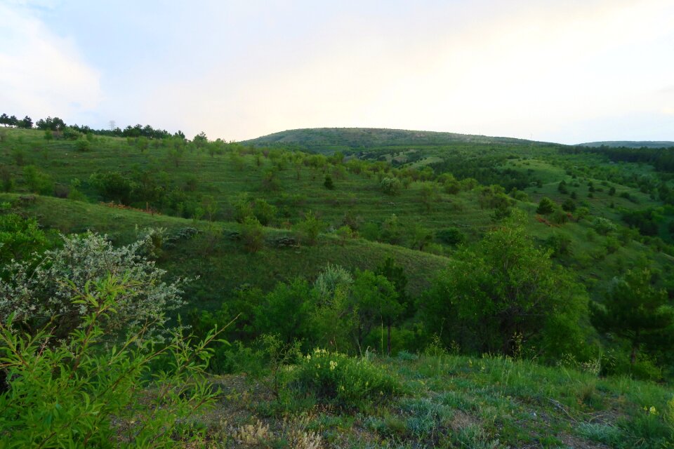 Land flower landscape