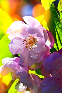 Garden leaf plants apple tree flower photo