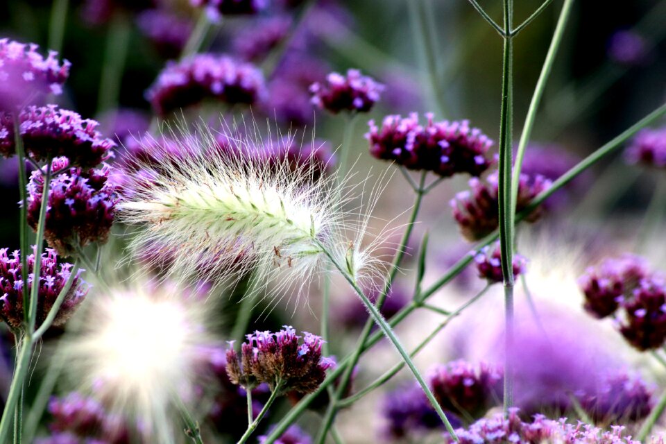 Color close up flower garden