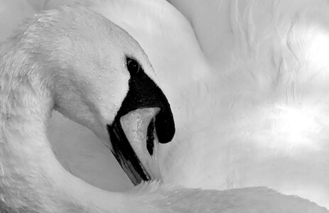 Black and white water bird nature photo
