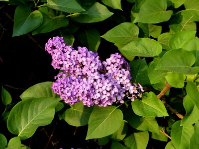 Bush nature blossom