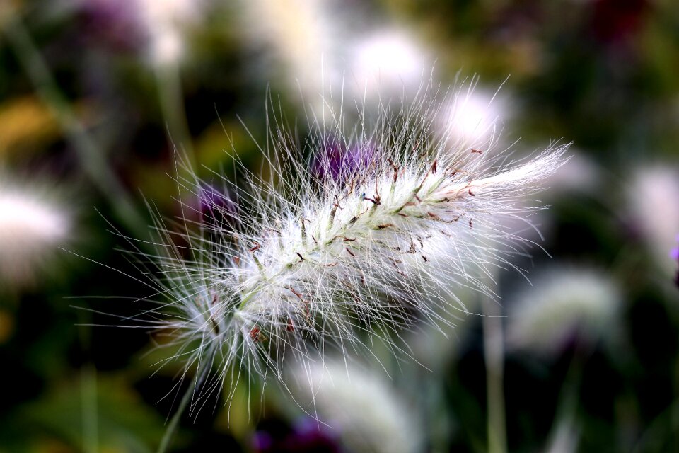 Color close up flower garden