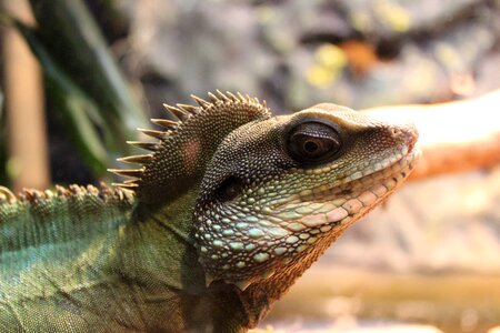 Reptiles animals dragon
