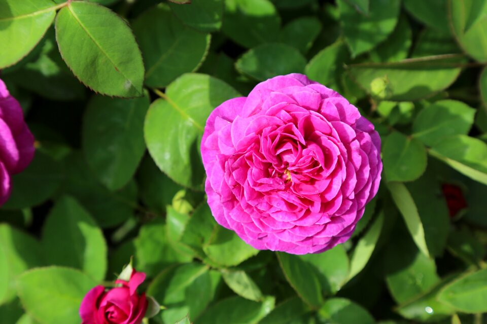 Rose pictures the rose garden rosewood