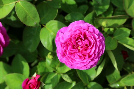 Rose pictures the rose garden rosewood
