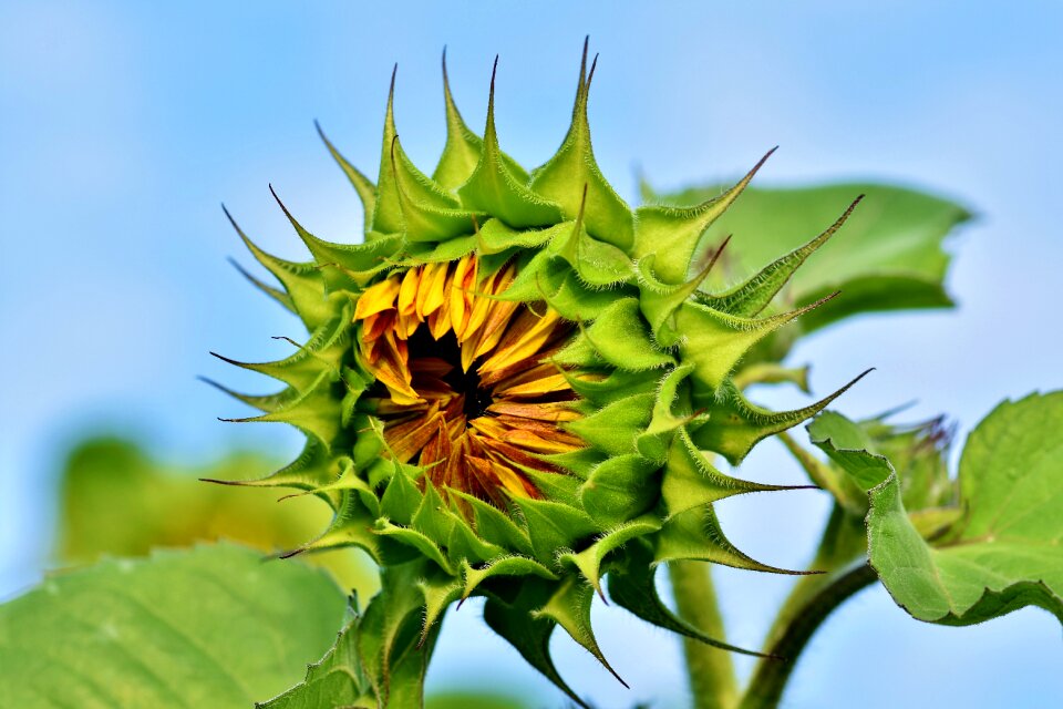 Bloom blossom bloom