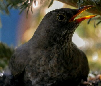 Blackbird young breed