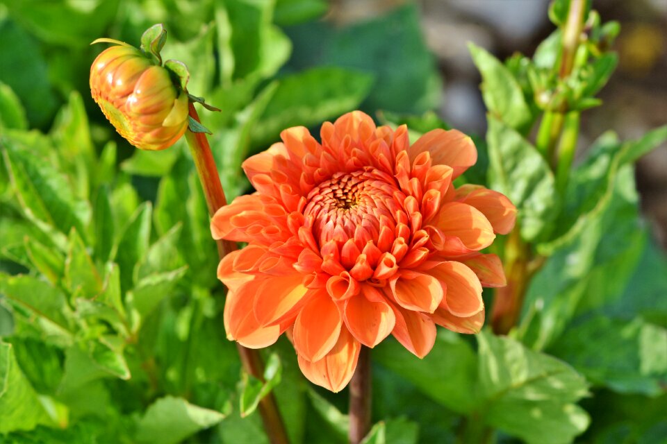 Bud dahlia garden garden plant