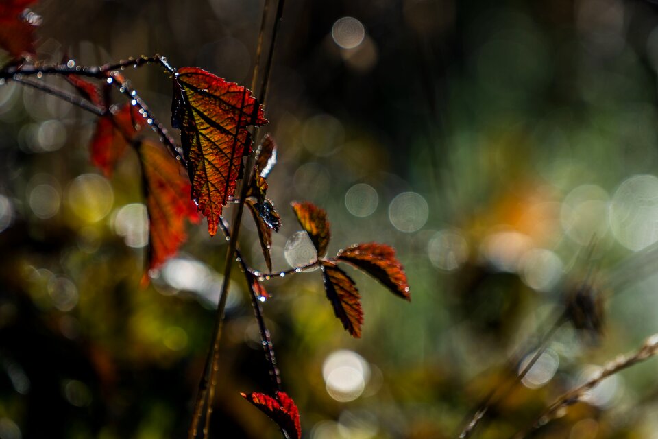 Autumn backlighting light and shadow