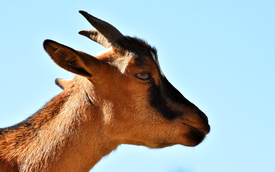 Wild animal fur quadruped