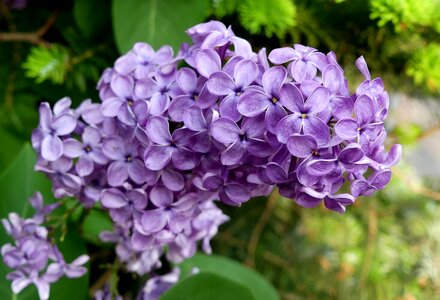 Close up violet ornamental shrub photo