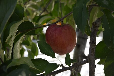 Apple fruit apple tree