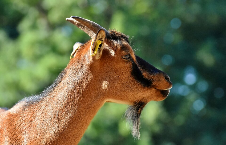 Wild animal fur quadruped