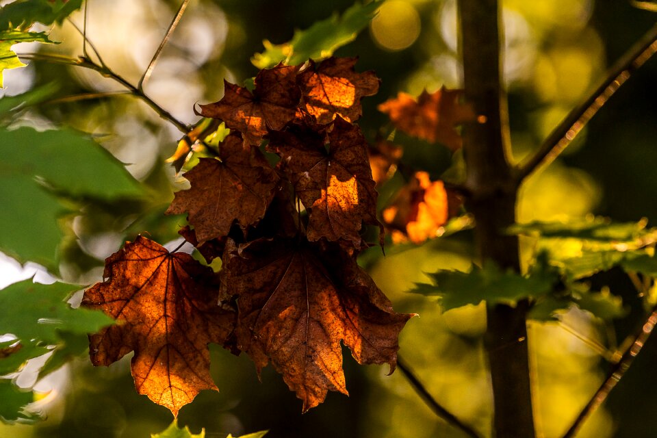 Autumn colours autumn mood season