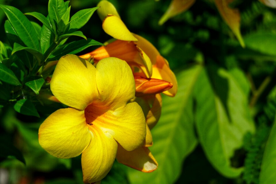 Flower yellow yellow flower