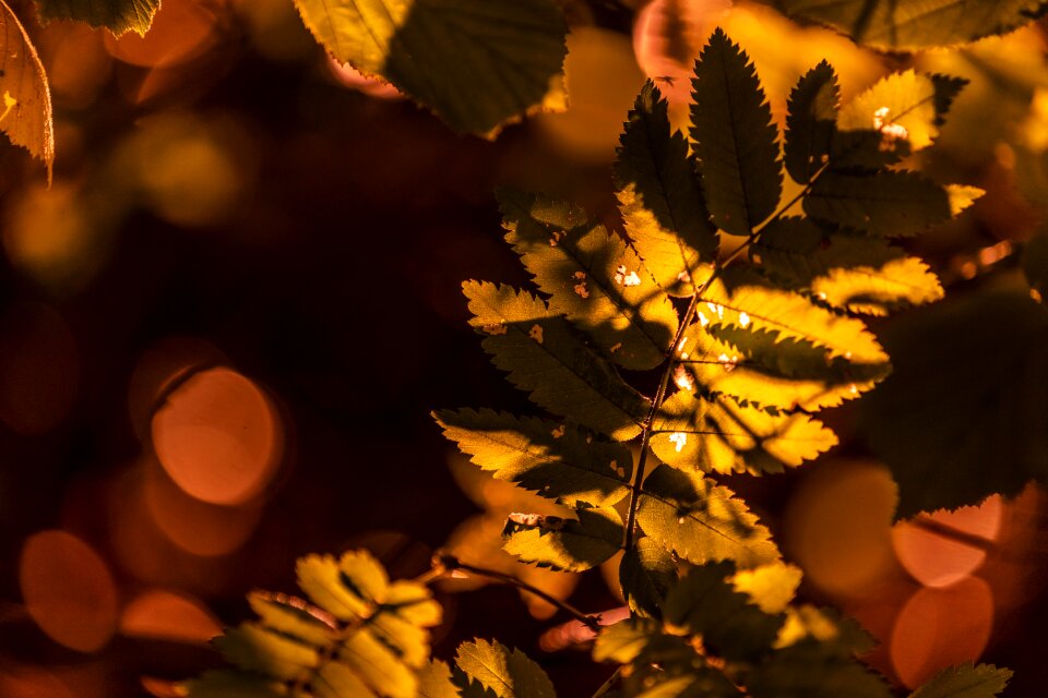 Autumn colours autumn mood season