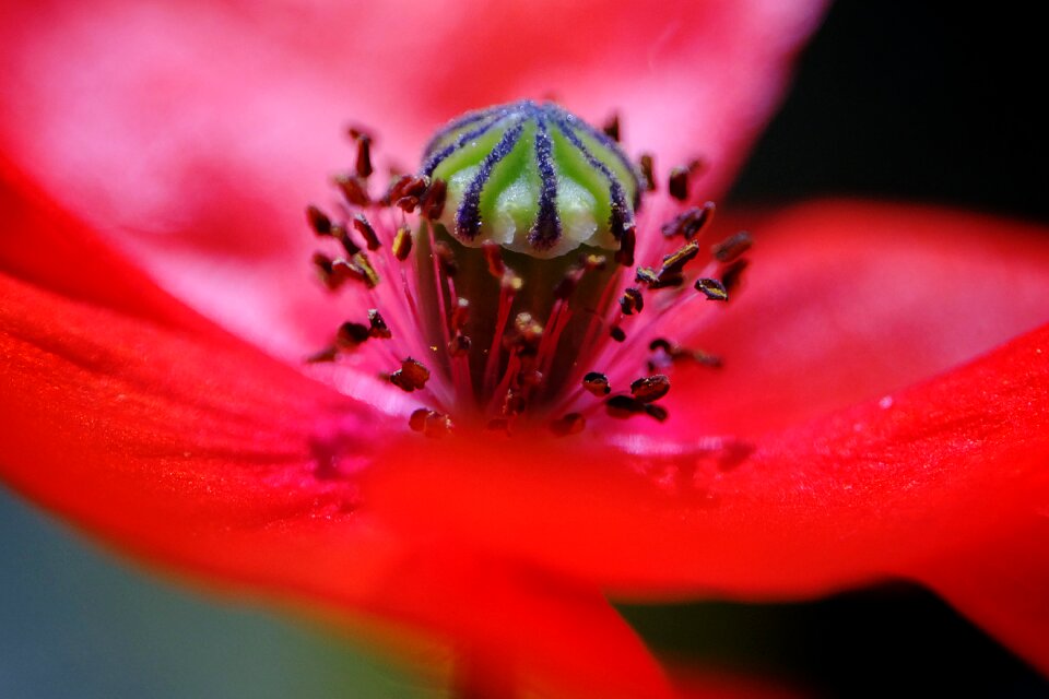 Nature garden macro