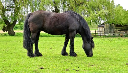 Grazing tree green field