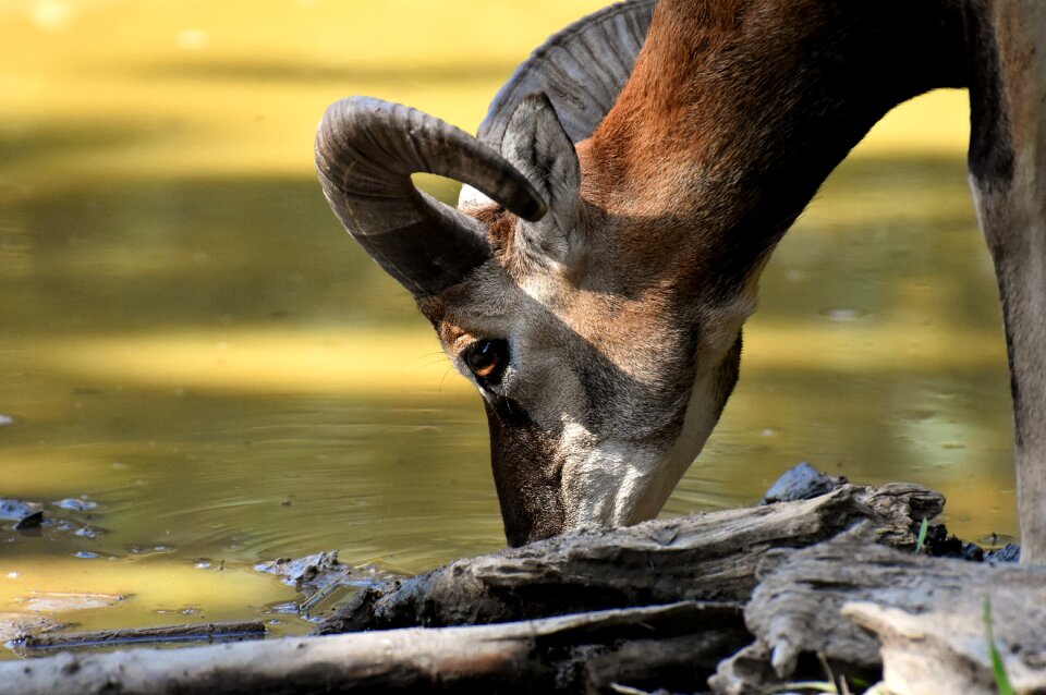 Ungulate horned wild