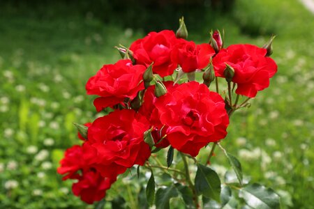 Plant red rose rose pictures photo