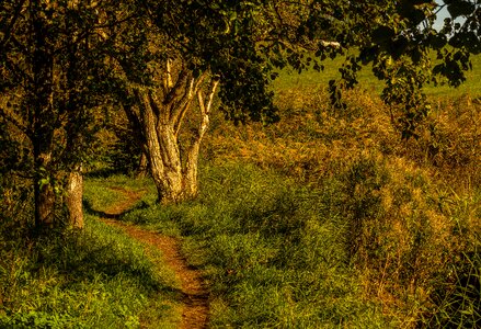 Trail autumn colours autumn mood photo