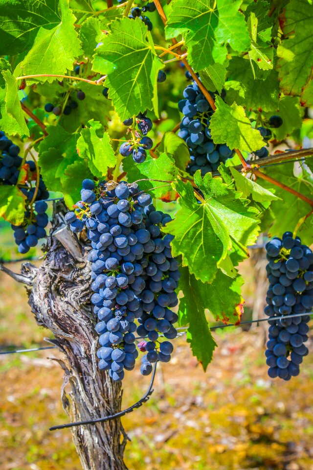 Vine grapevine grapes