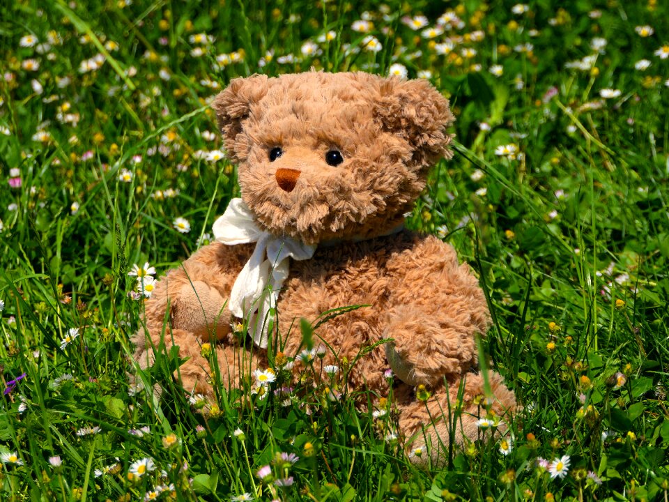 Flowers daisies cute