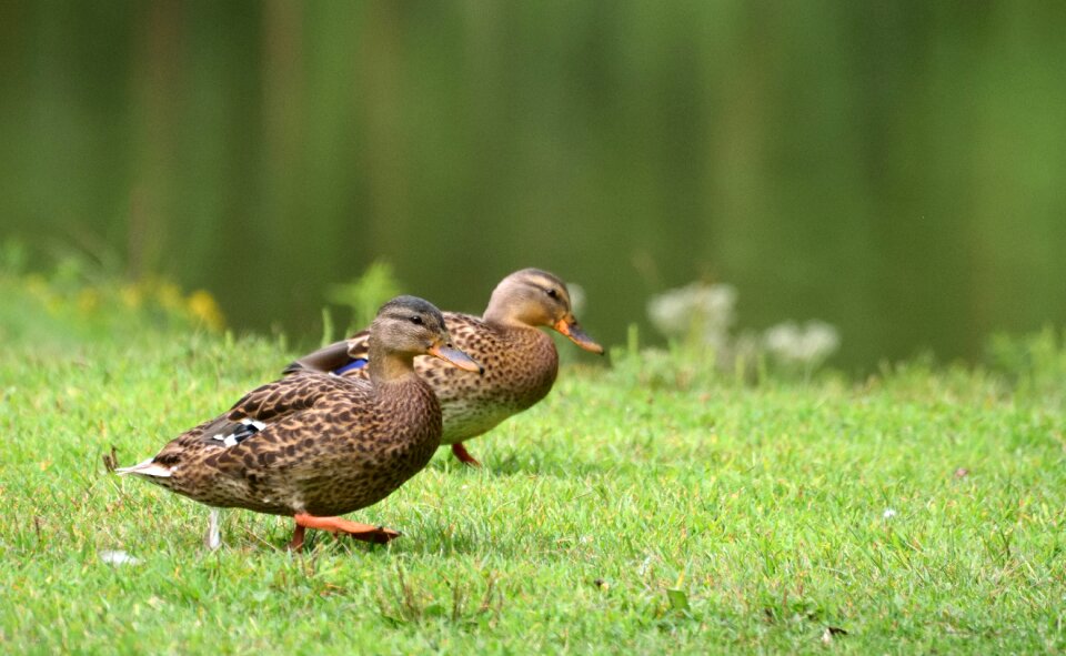 Wildlife nature waterfowl