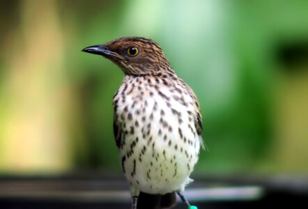 Bird animal wild