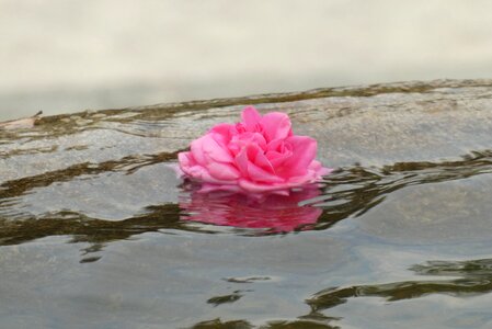 Blossom pink romantic