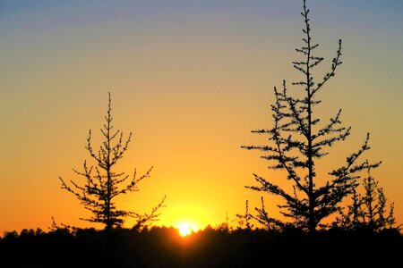 Sky tree forest photo