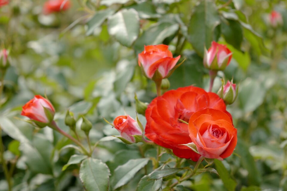Bloom flower rose blooms