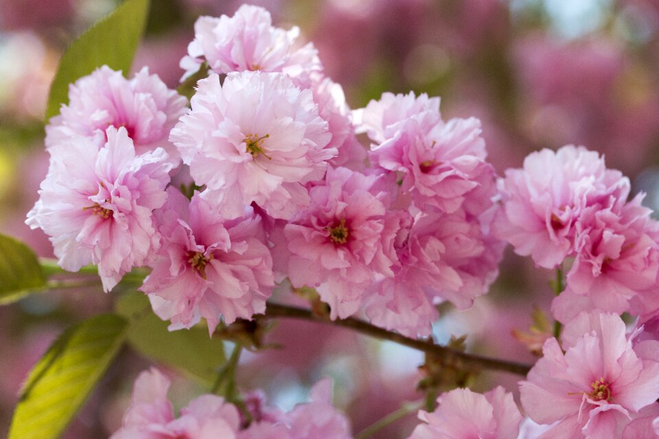 Nature spring flowers