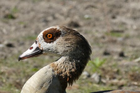 Goose nature waterfowl