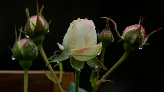 Pink hatching Free photos