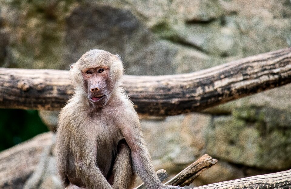 Mammal animal world nature