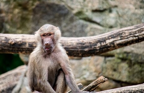 Mammal animal world nature