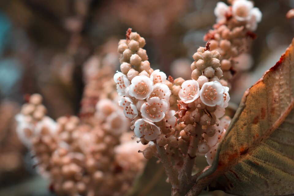 Flower floral blossom