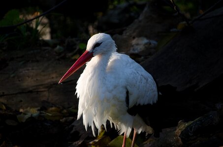 Nature animal world bill
