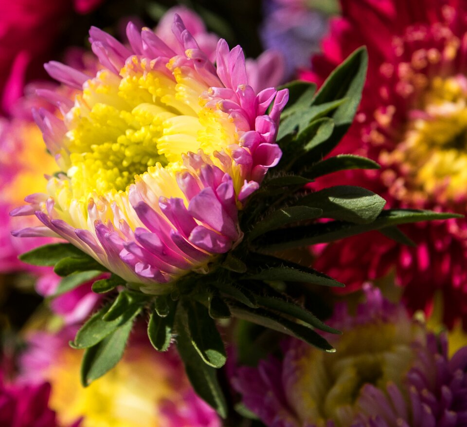 Flower garden blossom bloom