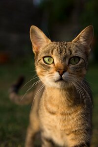 Eyes animals pets