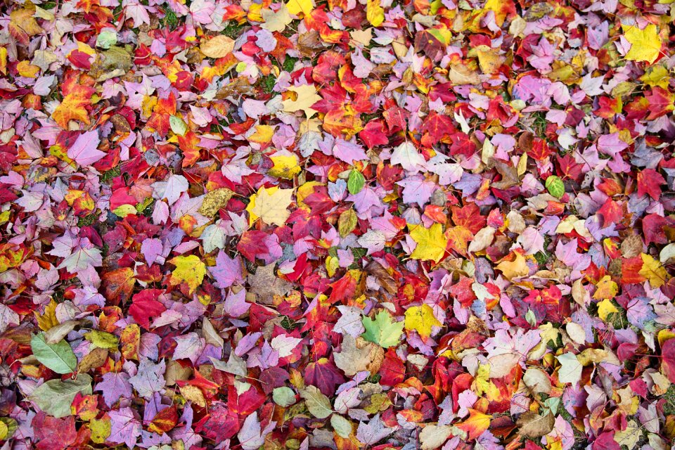 Backdrop leaves colorful
