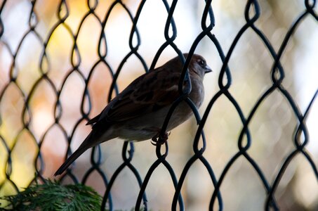 Nature animal world animal
